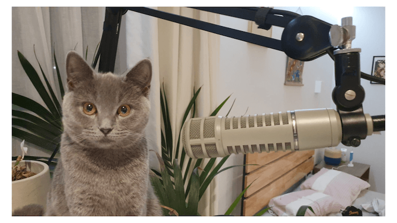 Cat sat next to a microphone.